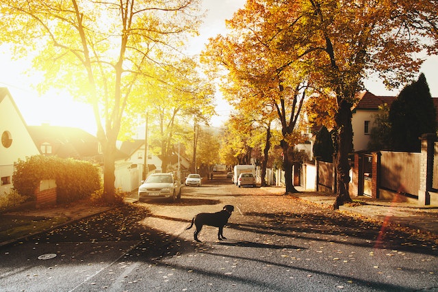 suburb street in the fall